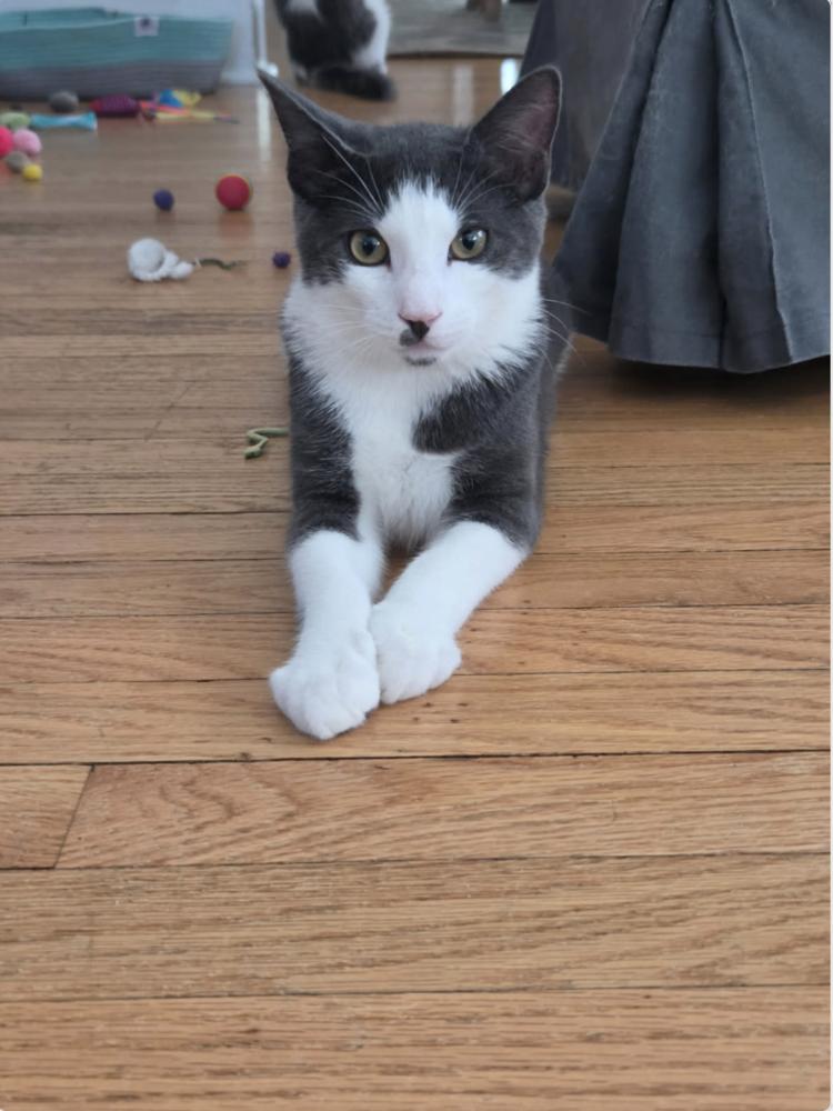 Enlarge Willie Walnuts, a Adoptable Domestic Short Hair in Oradell, NJ image 2/3