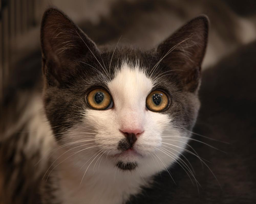 Enlarge Willie Walnuts, a Adoptable Domestic Short Hair in Oradell, NJ image 3/3