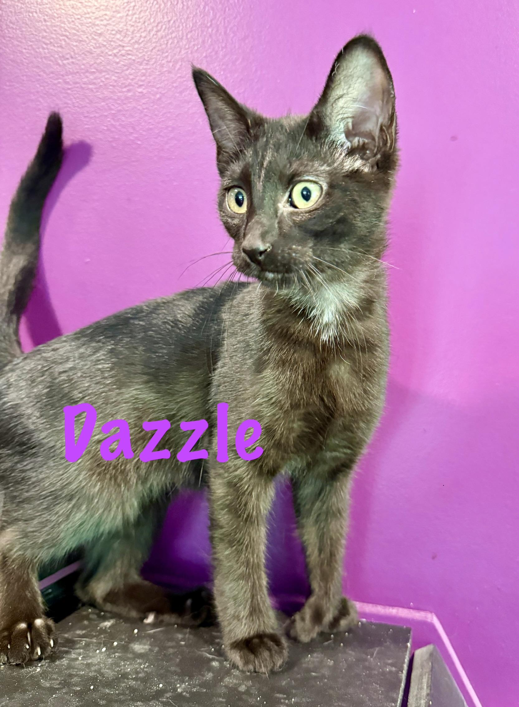 Enlarge Dazzle (Polydactyl), a ADOPTABLE Domestic Short Hair in Frewsburg, NY image 1/1