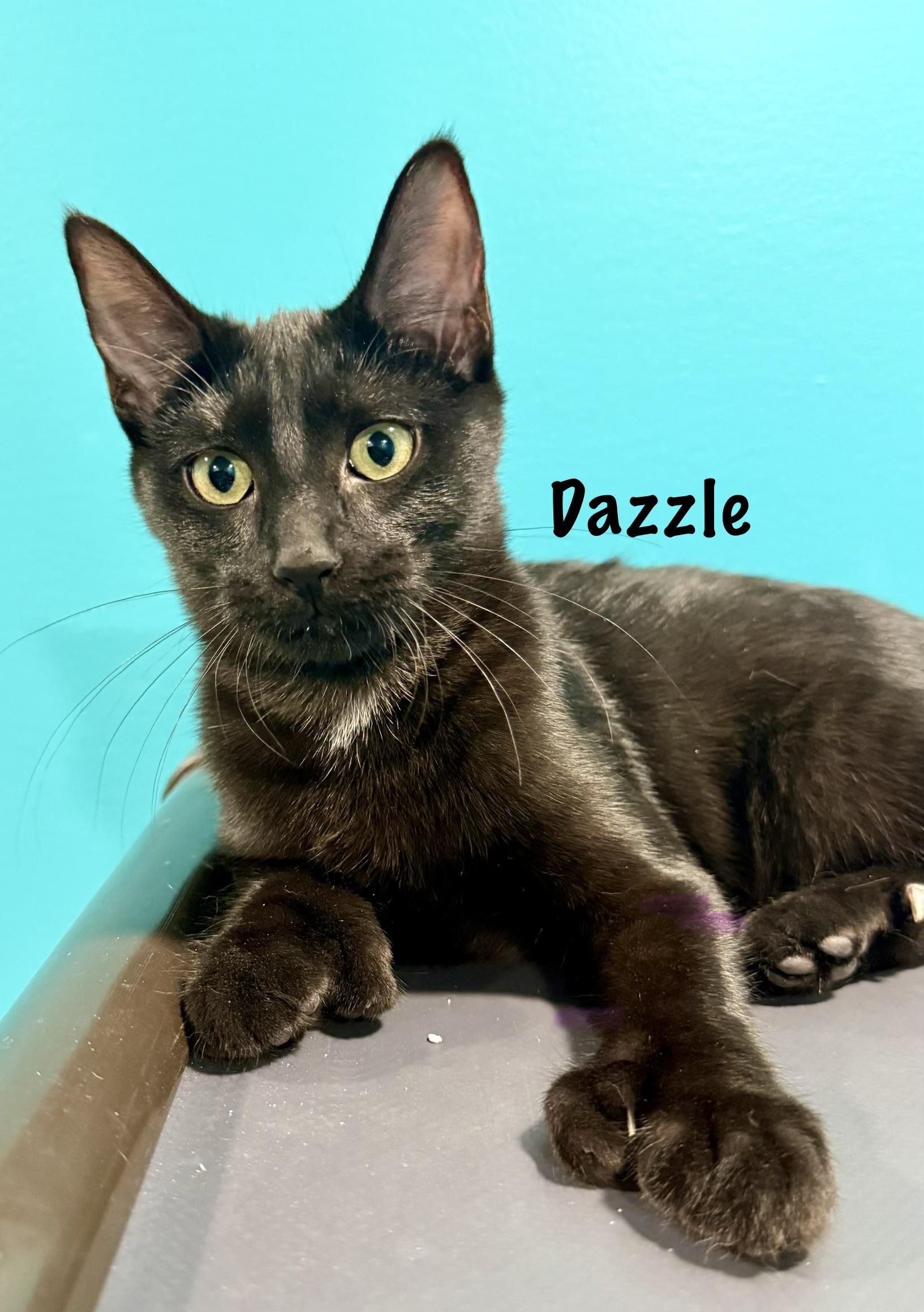 Enlarge Dazzle (Polydactyl), a Adoptable Domestic Short Hair in Frewsburg, NY image 1/2