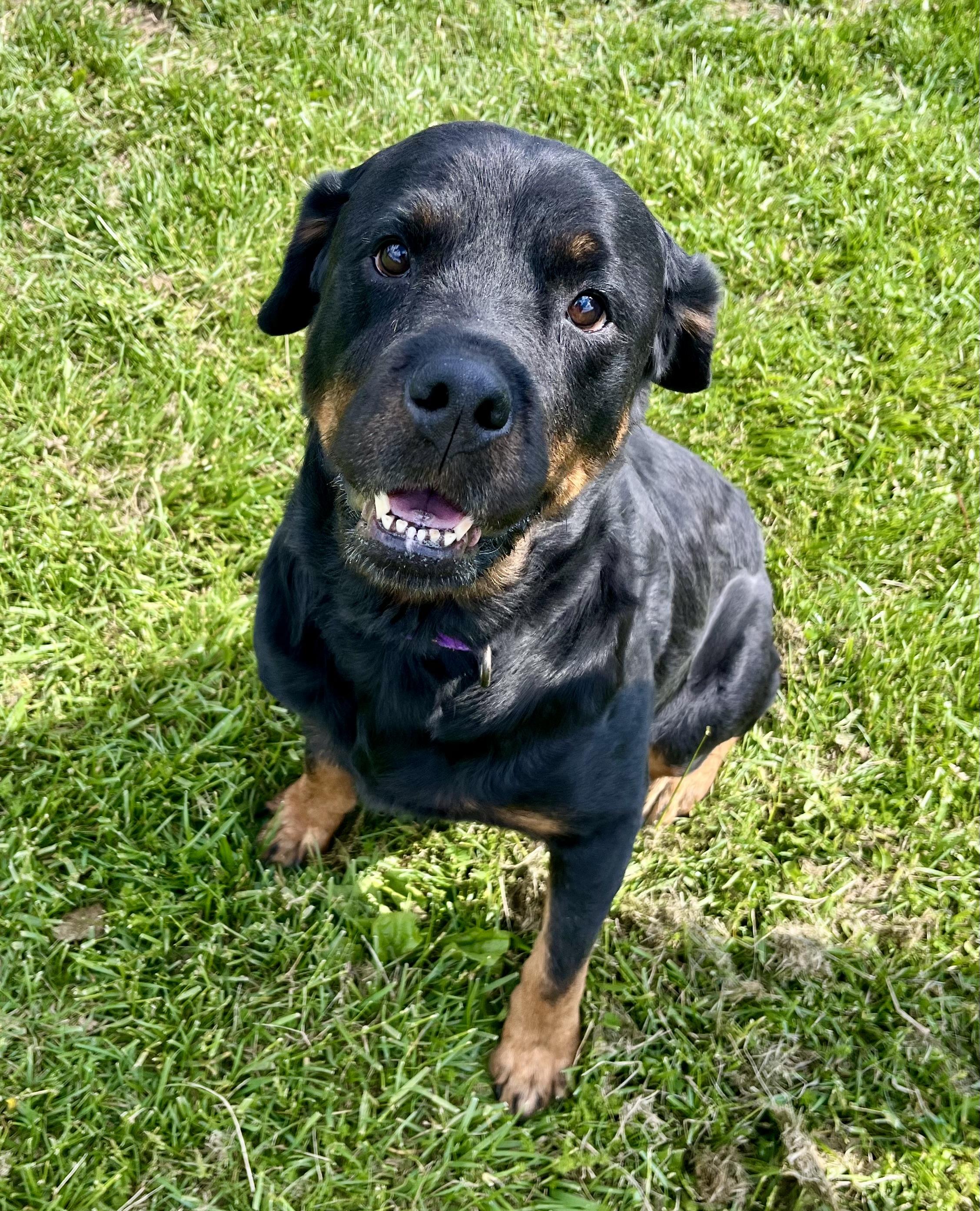 Enlarge Dakota, an adoptable Rottweiler in Seville, OH image 1/3