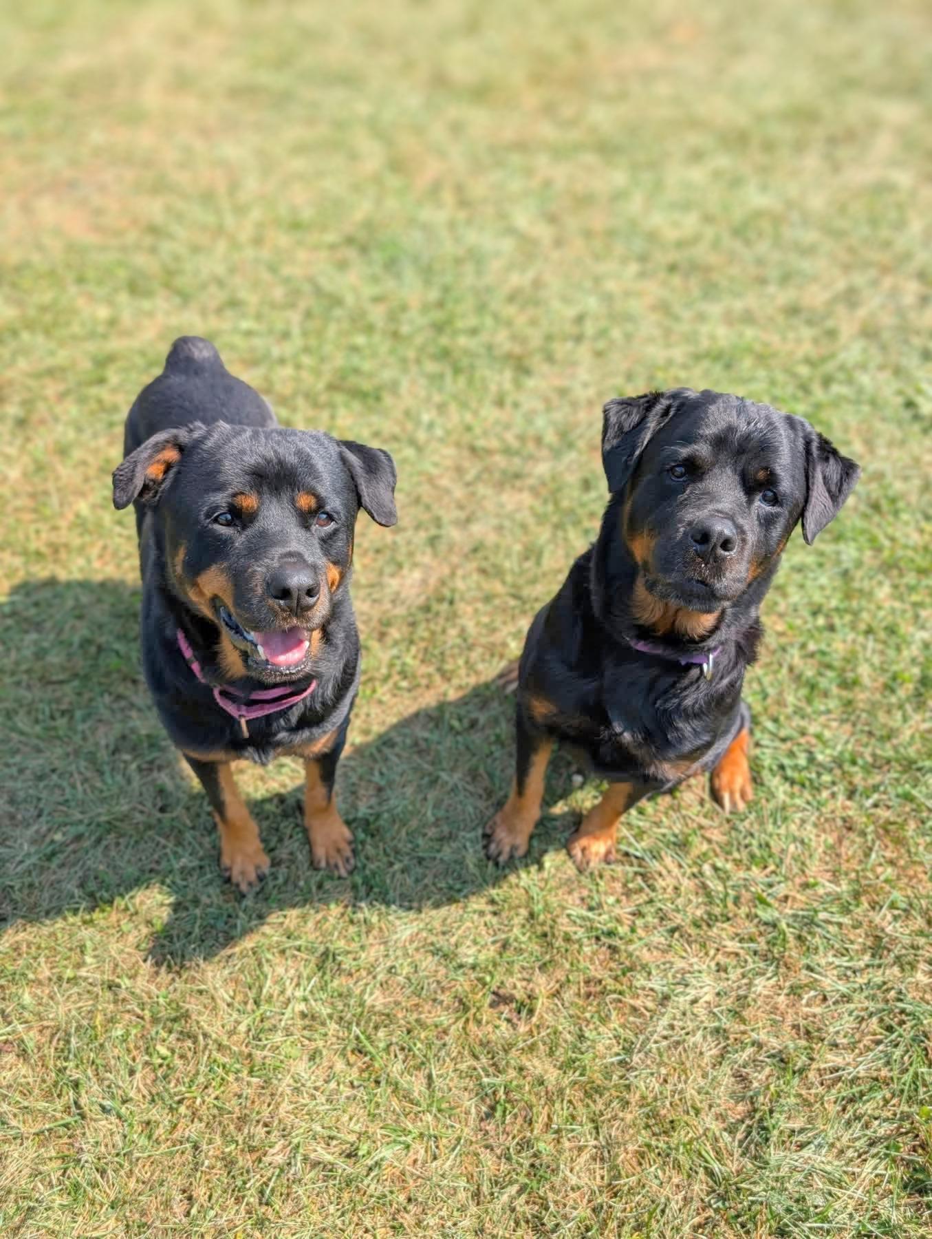 Enlarge Dakota, a Adoptable Rottweiler in Seville, OH image 3/4
