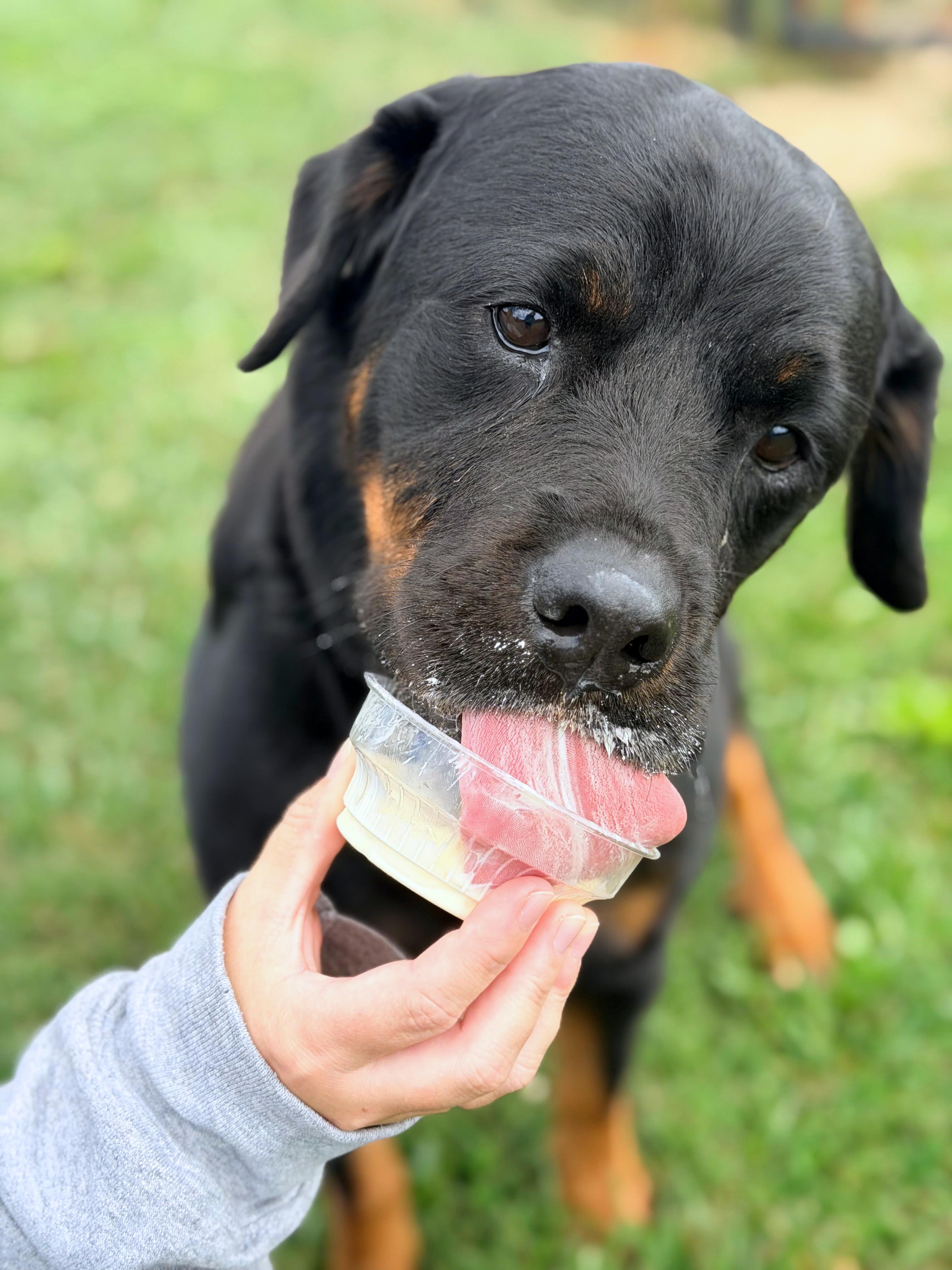 Enlarge Dakota, an adoptable Rottweiler in Seville, OH image 2/3