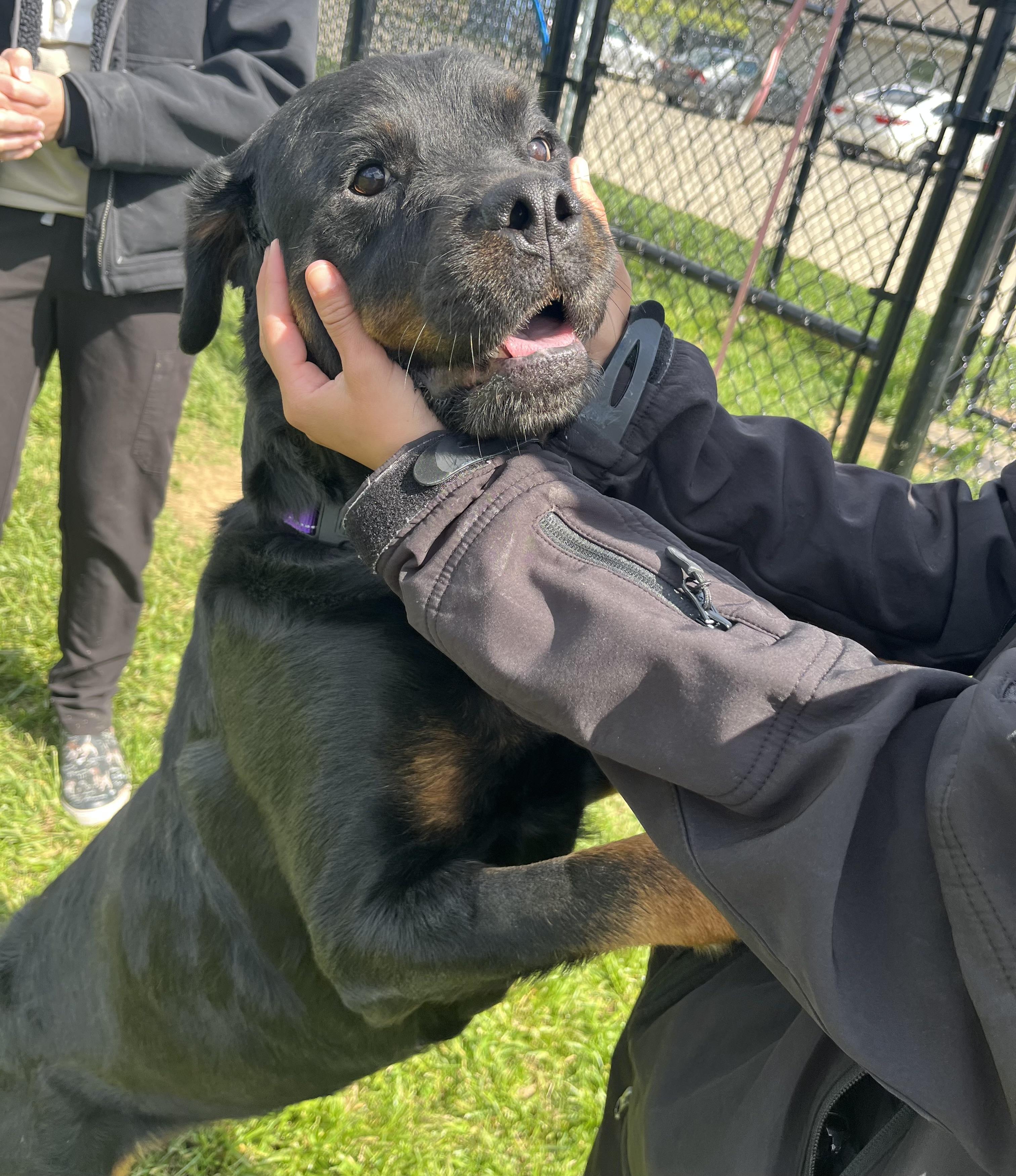 Enlarge Dakota, an adoptable Rottweiler in Seville, OH image 3/3