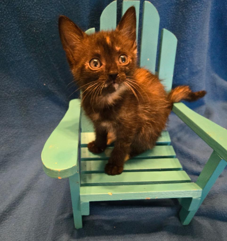 Enlarge Mini *IN FOSTER*, a Adoptable mixed breed in South Bend, IN image 1/1