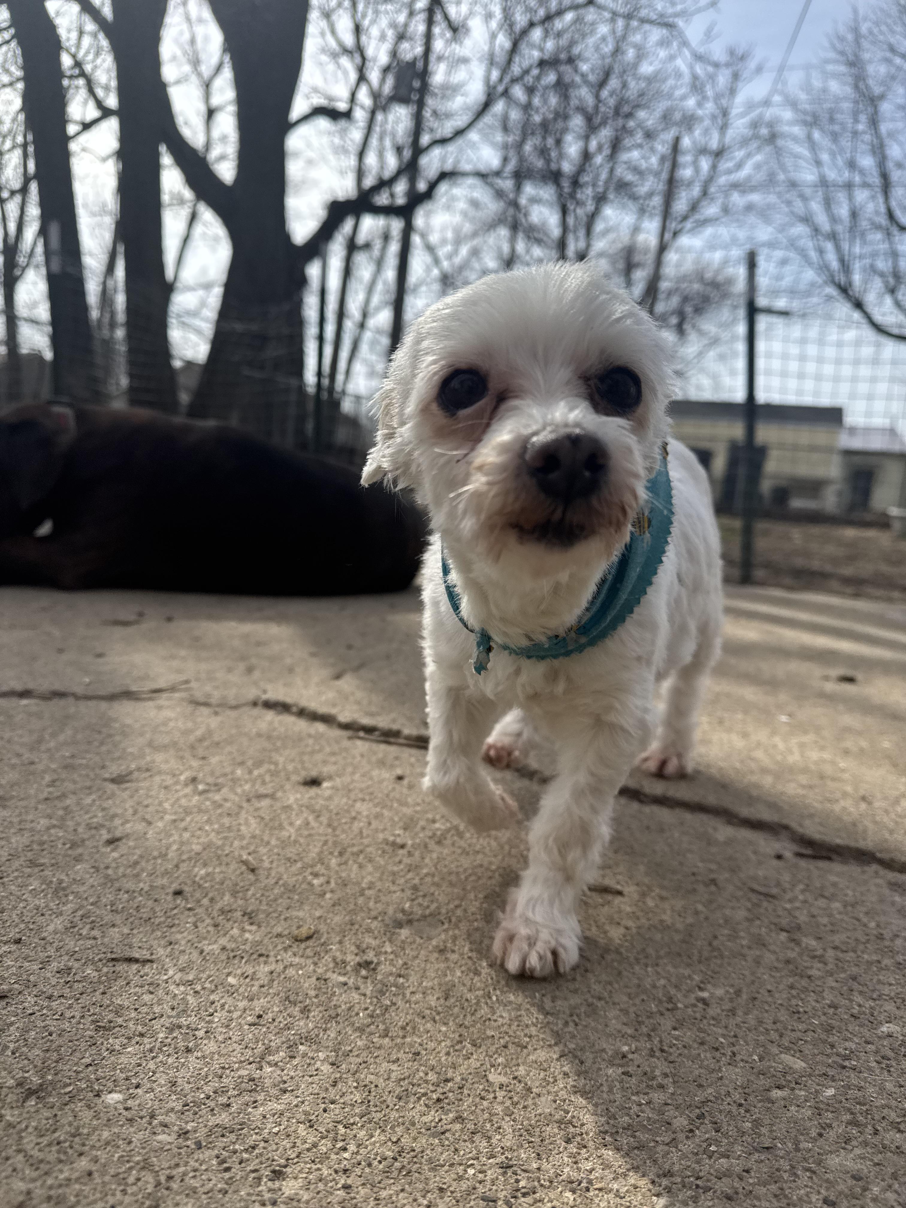 Enlarge Betty! Loving sweet girl, a ADOPTABLE Maltese in RUSSIAVILLE, IN image 4/5