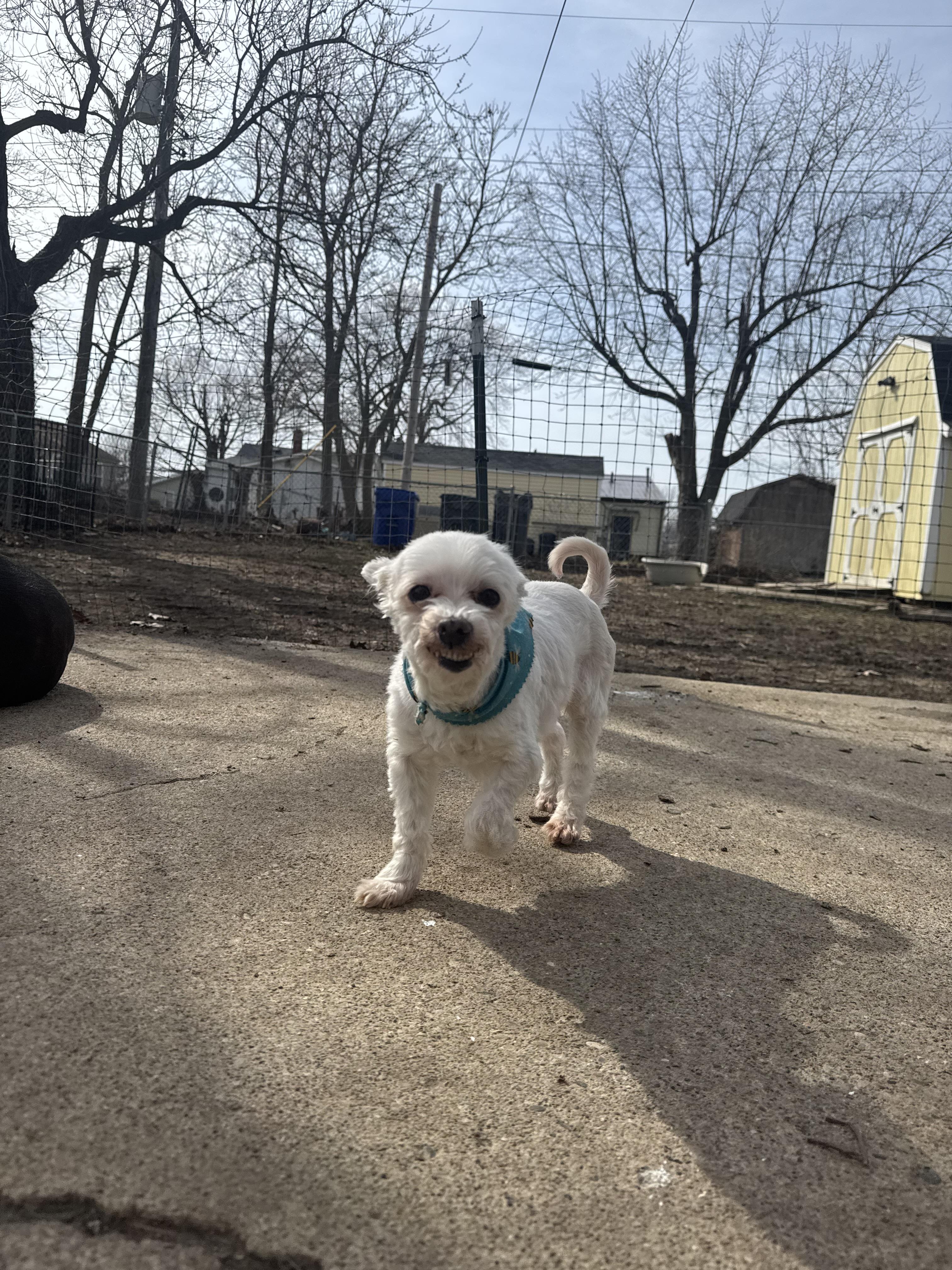 Enlarge Betty! Loving sweet girl, a ADOPTABLE Maltese in RUSSIAVILLE, IN image 5/5