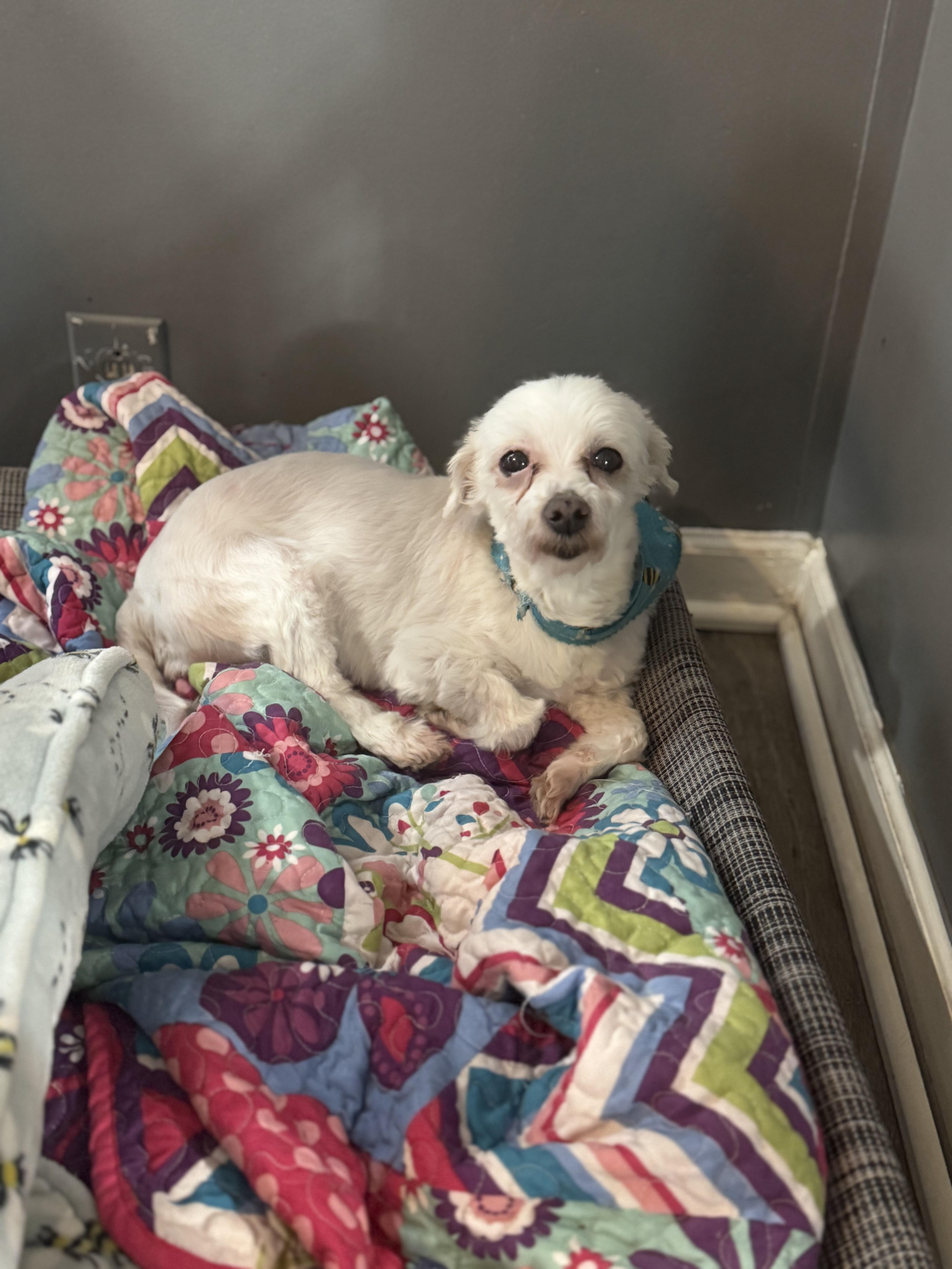 Betty! Loving sweet girl, ADOPTABLE, Senior Female Maltese.