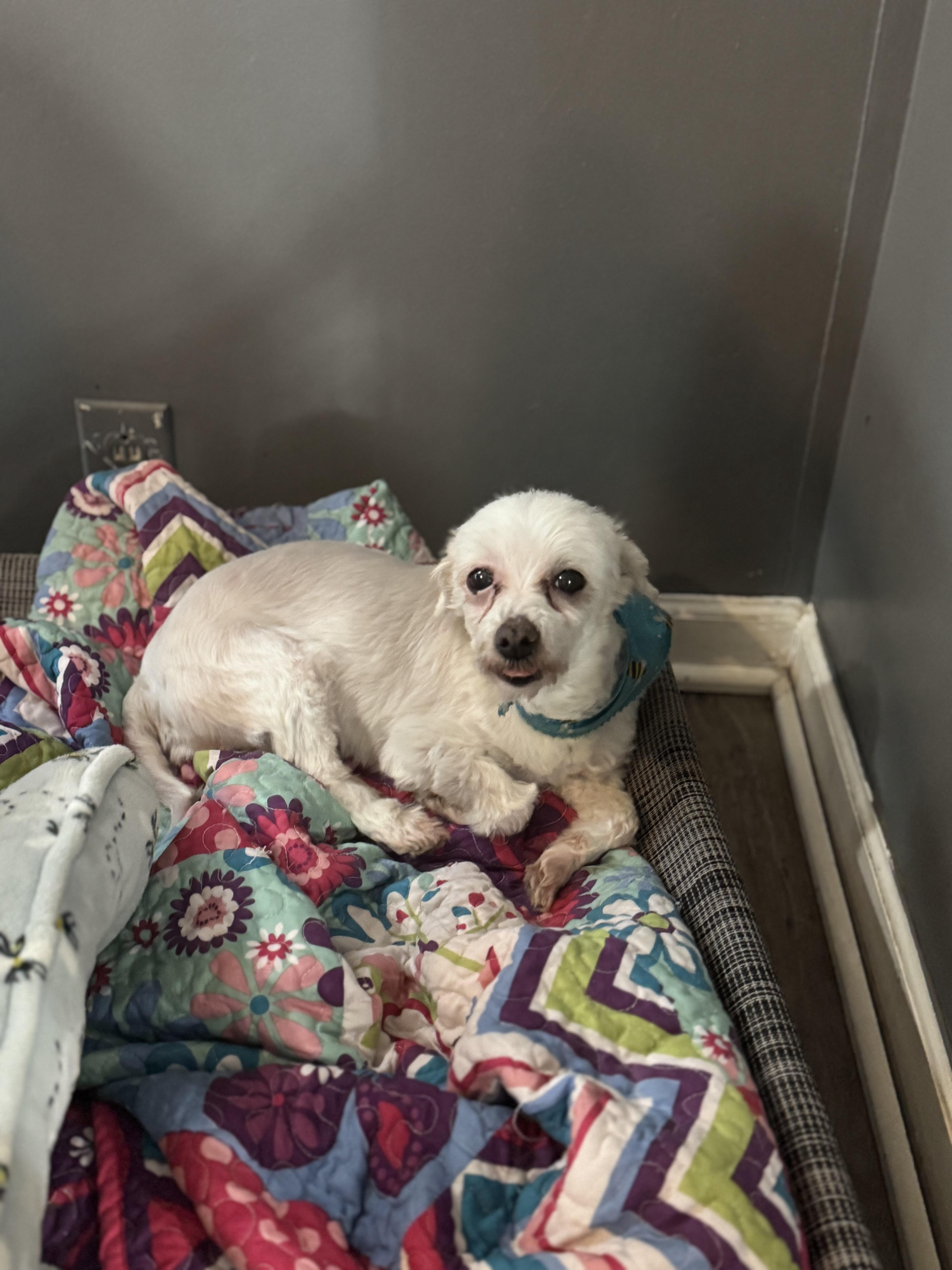 Enlarge Betty! Loving sweet girl, a ADOPTABLE Maltese in RUSSIAVILLE, IN image 2/5