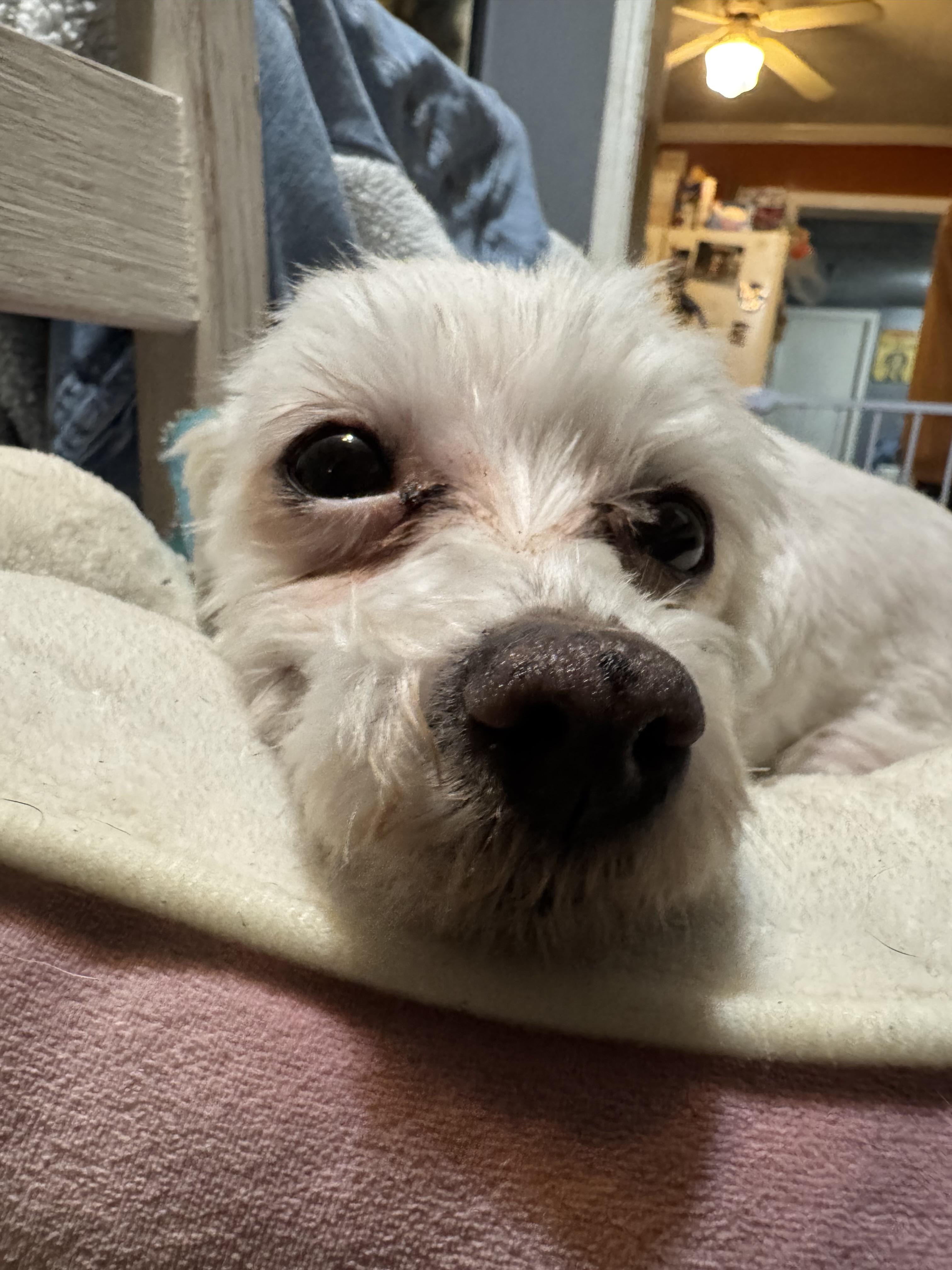 Enlarge Betty! Loving sweet girl, a ADOPTABLE Maltese in RUSSIAVILLE, IN image 3/5