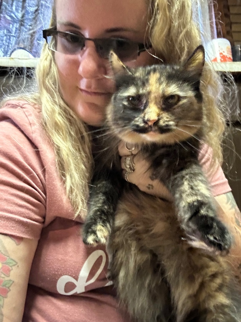 Twinn , Adopted, Young Female Tortoiseshell.