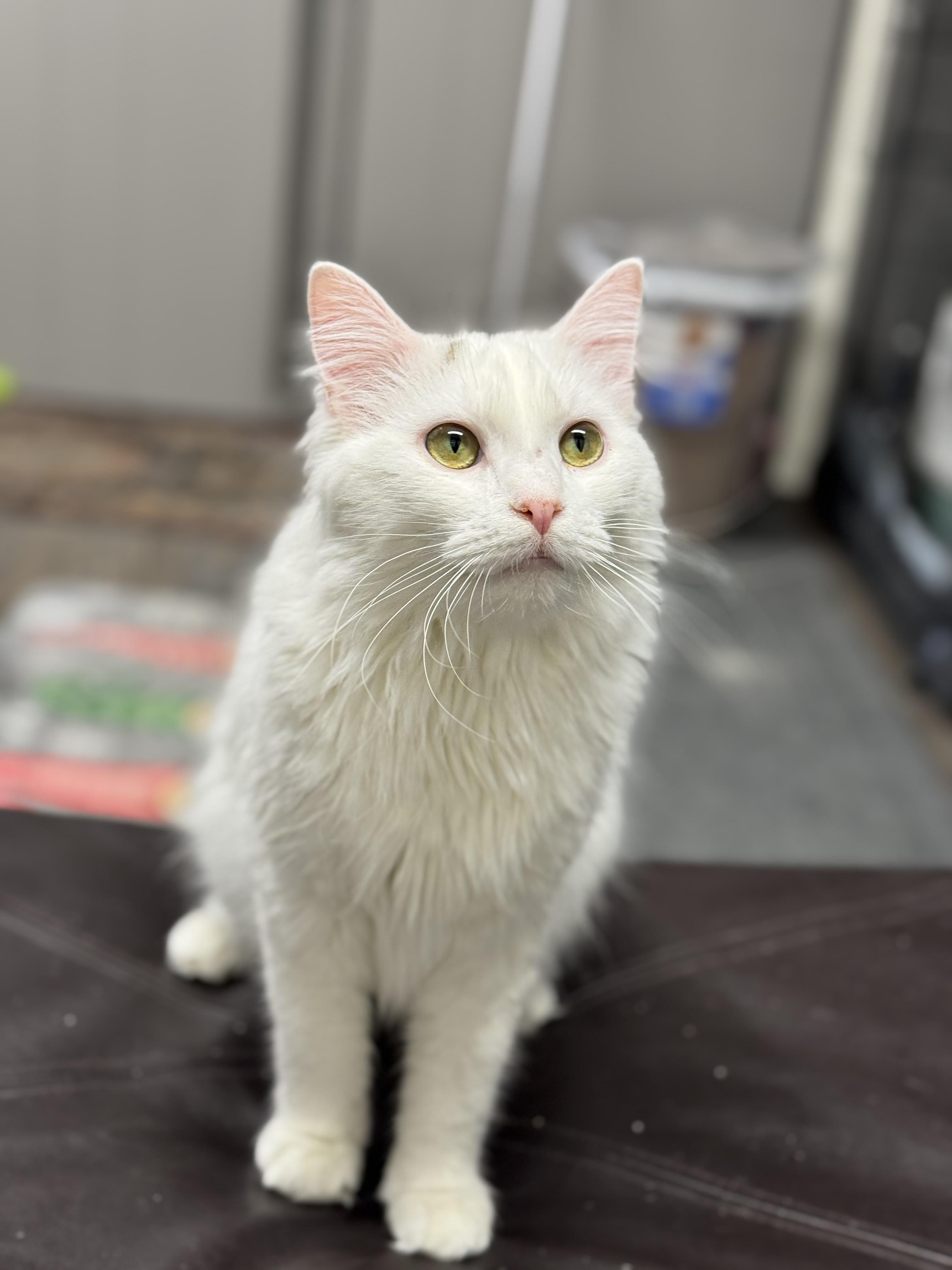 Enlarge Peppers, an adopted Domestic Long Hair in Tyrone, PA image 1/1