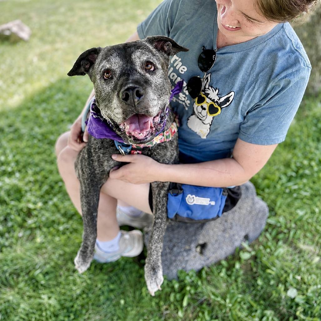 Zella, Adoptable, Senior Female Mixed Breed.