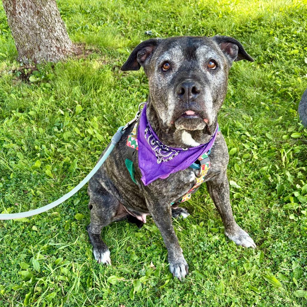 Enlarge Zella, a Adoptable Mixed Breed in Glenwood Springs, CO image 2/6