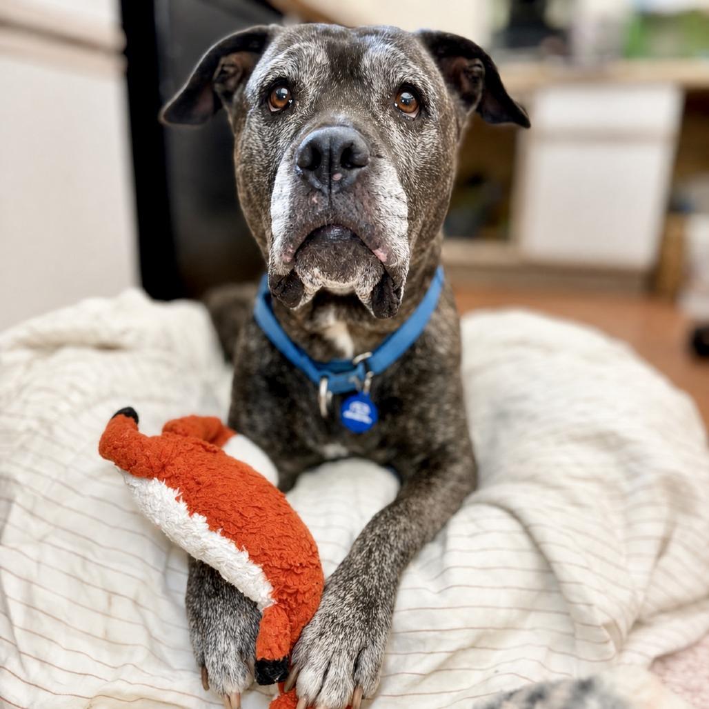 Enlarge Zella, a Adoptable Mixed Breed in Glenwood Springs, CO image 3/6