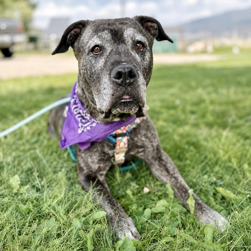 Enlarge Zella, a Adoptable Mixed Breed in Glenwood Springs, CO image 4/6
