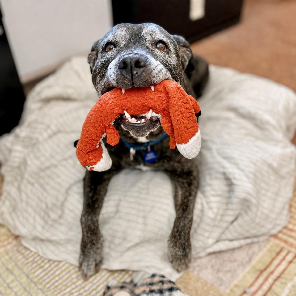 Enlarge Zella, a Adoptable Mixed Breed in Glenwood Springs, CO image 5/6