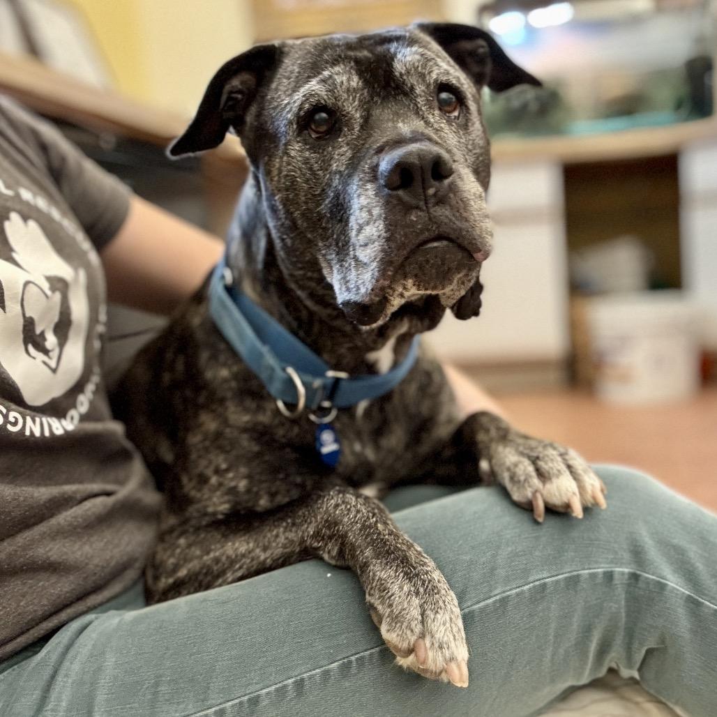 Enlarge Zella, a Adoptable Mixed Breed in Glenwood Springs, CO image 6/6