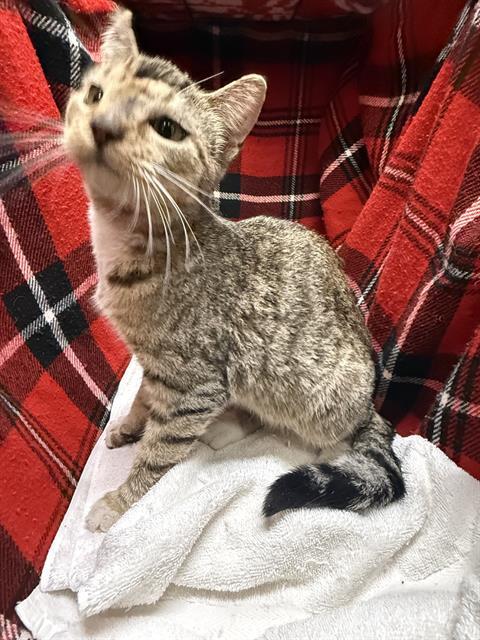 Enlarge BUTTONS, a Adoptable Domestic Short Hair in Winter Haven, FL image 1/1