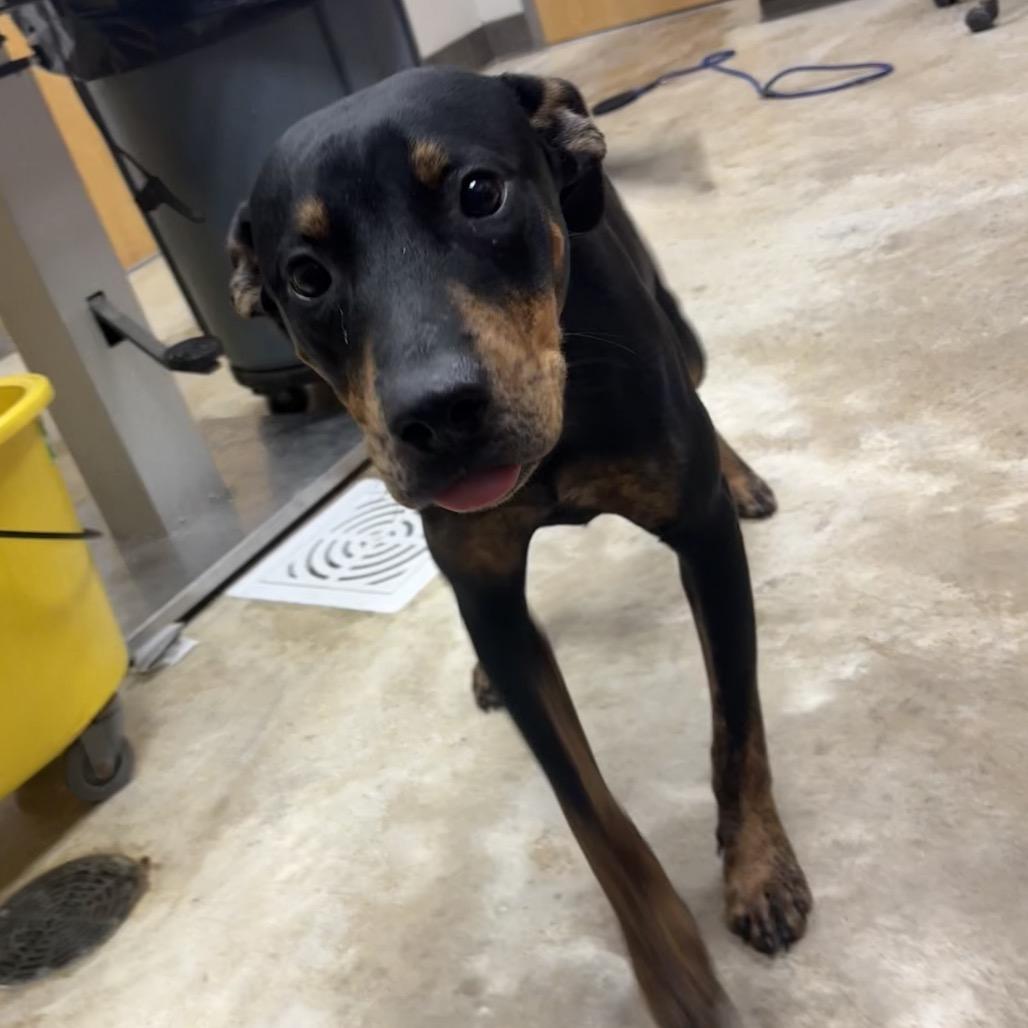 Pooh - 100301U-2, Adoptable, Young Male Rottweiler & Mixed Breed.