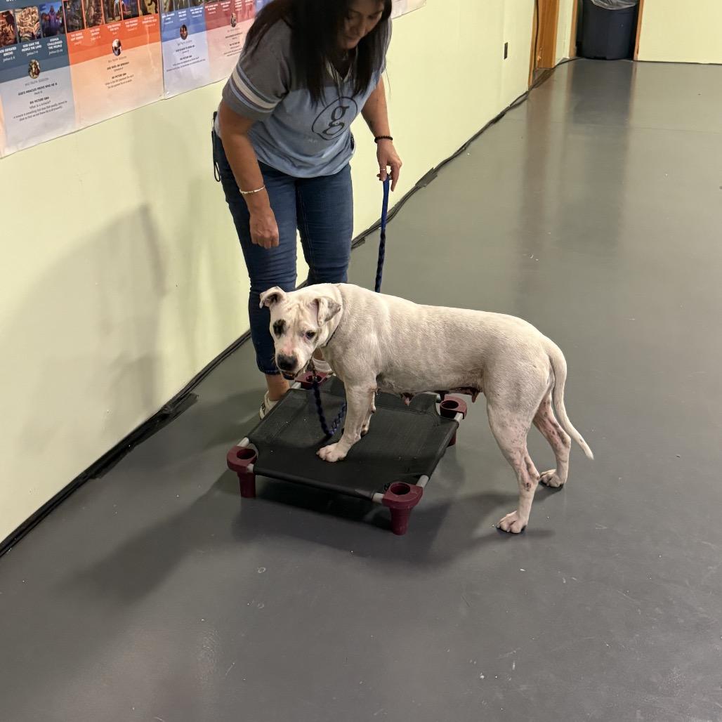 Moon, Adoptable, Adult Female Pit Bull Terrier.