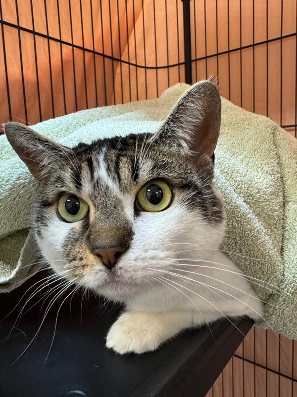 Annalisa, Adoptable, Adult Female Domestic Short Hair.