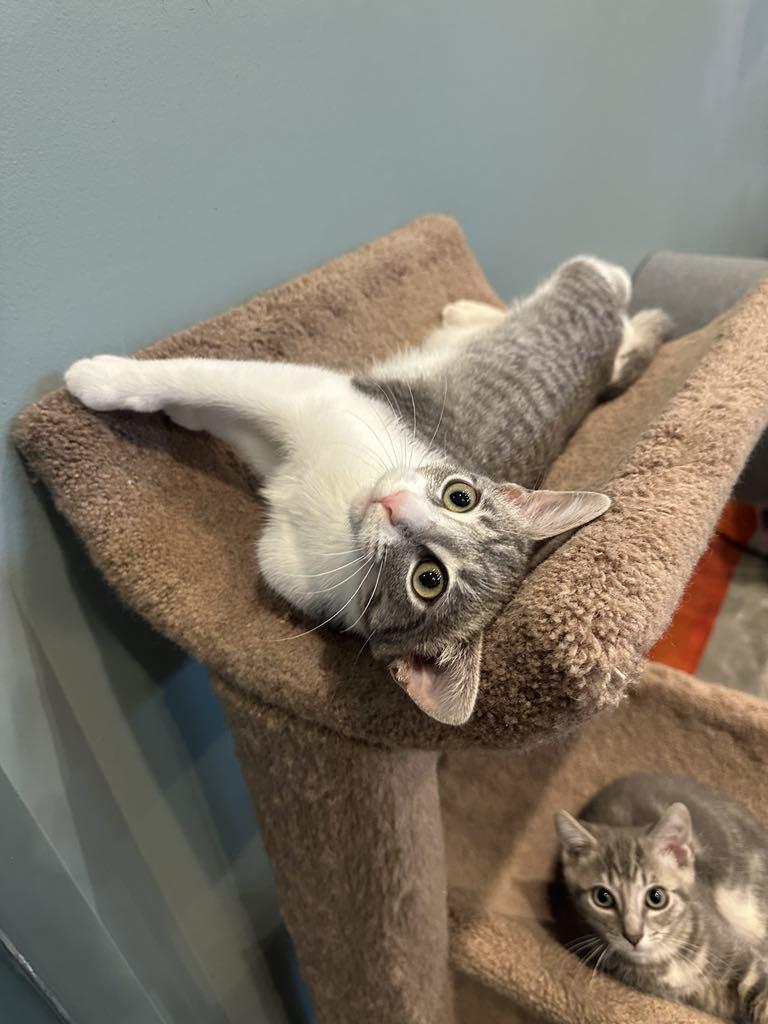 Tilly Lap Cat! thumbnail 4