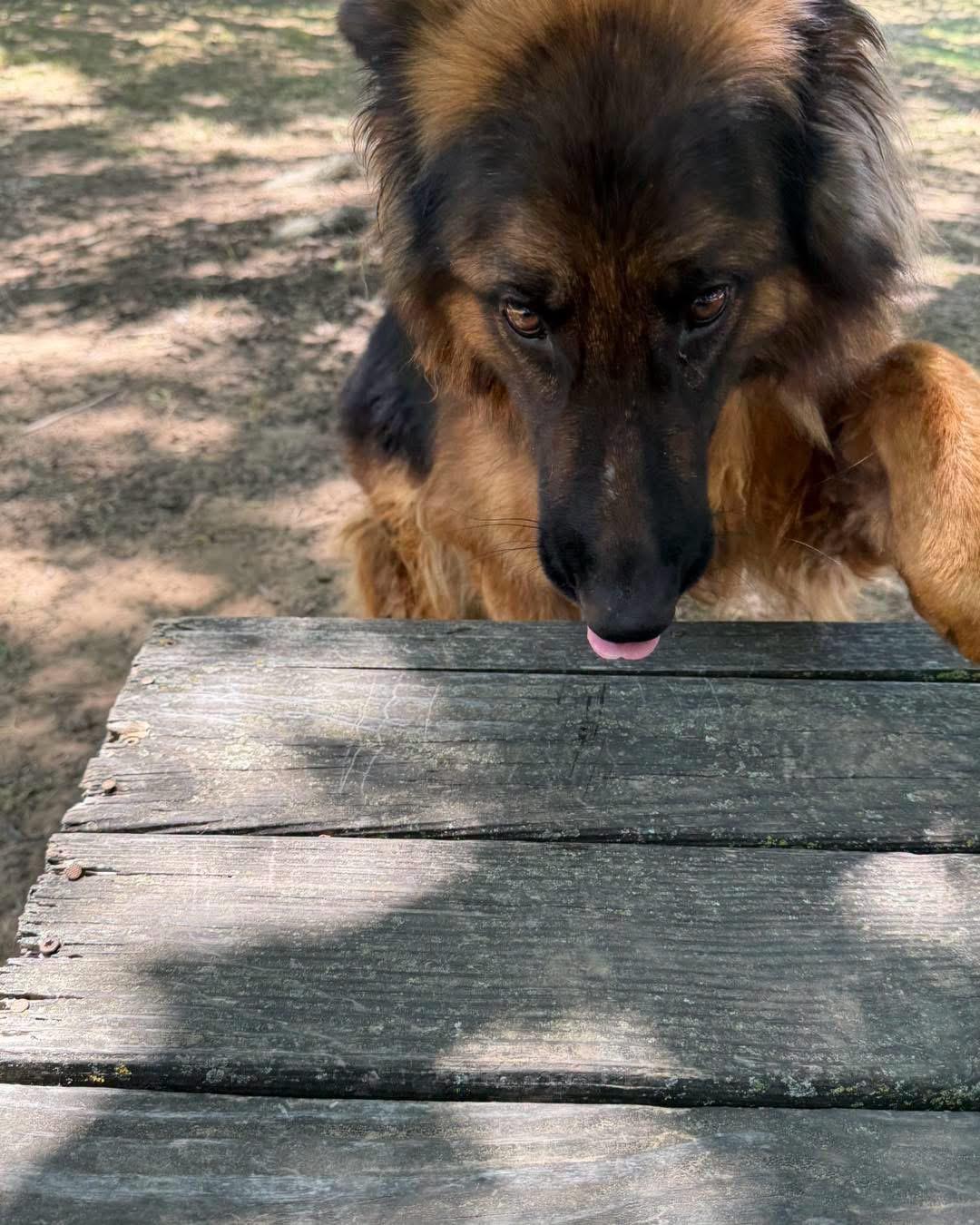 Enlarge Trixie, an adopted German Shepherd Dog in New Rochelle, NY image 4/4