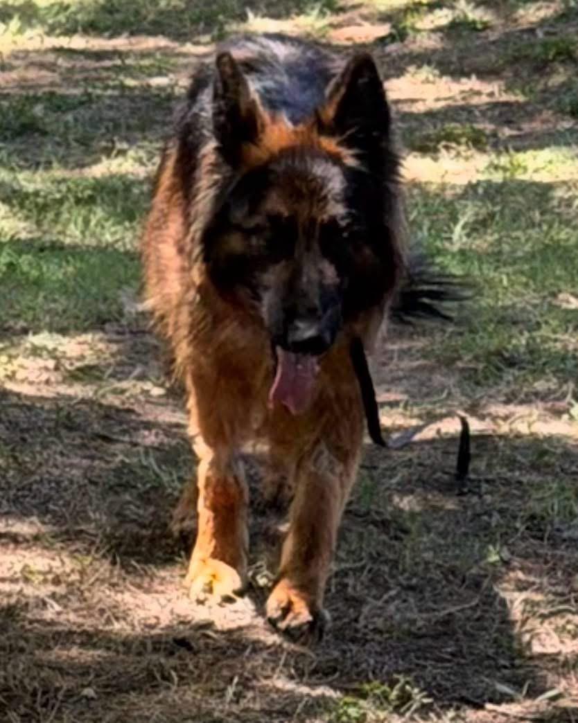 Trixie, adopted, Young Female German Shepherd Dog.