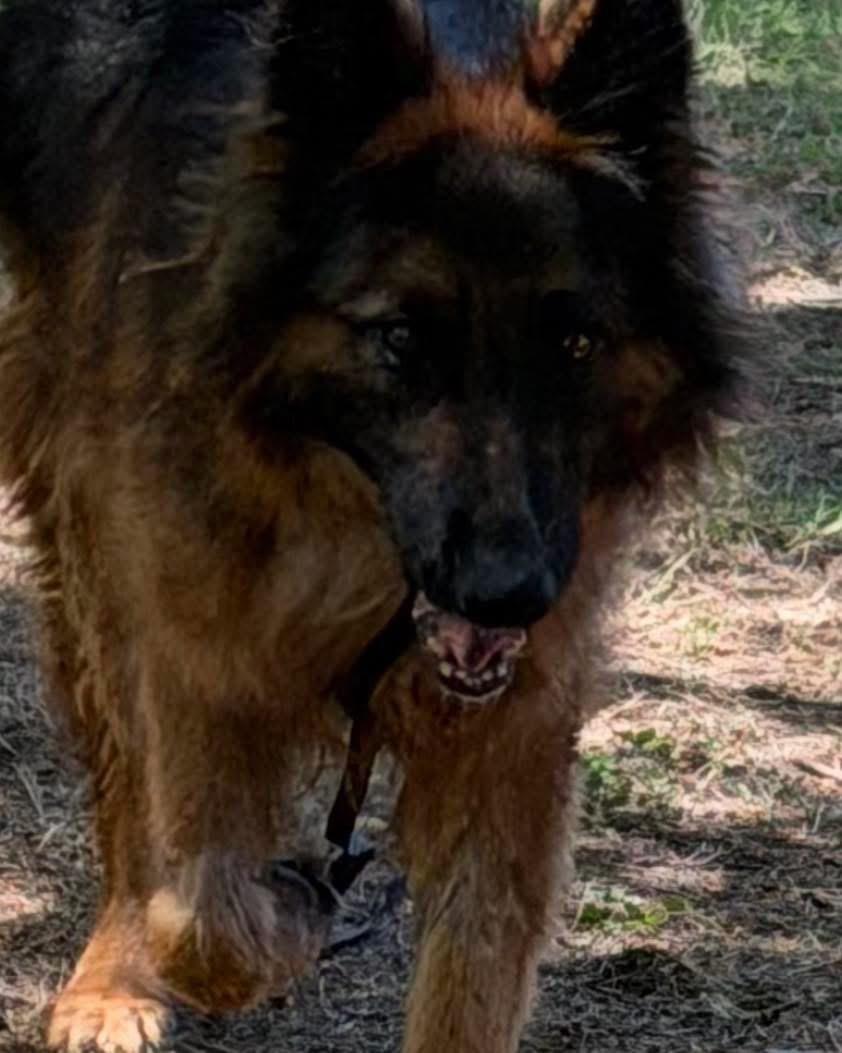 Enlarge Trixie, an adopted German Shepherd Dog in New Rochelle, NY image 3/4