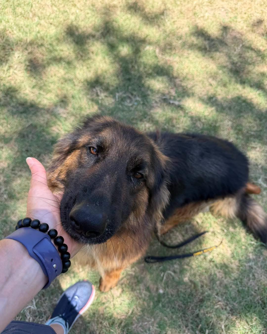 Enlarge Trixie, an adopted German Shepherd Dog in New Rochelle, NY image 2/4