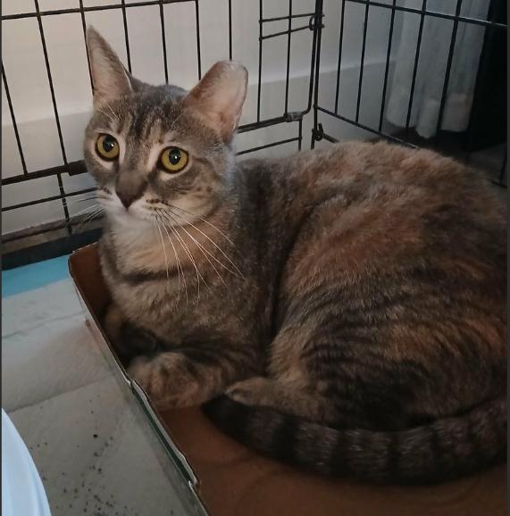 Nina, Adoptable, Adult Female Domestic Short Hair.