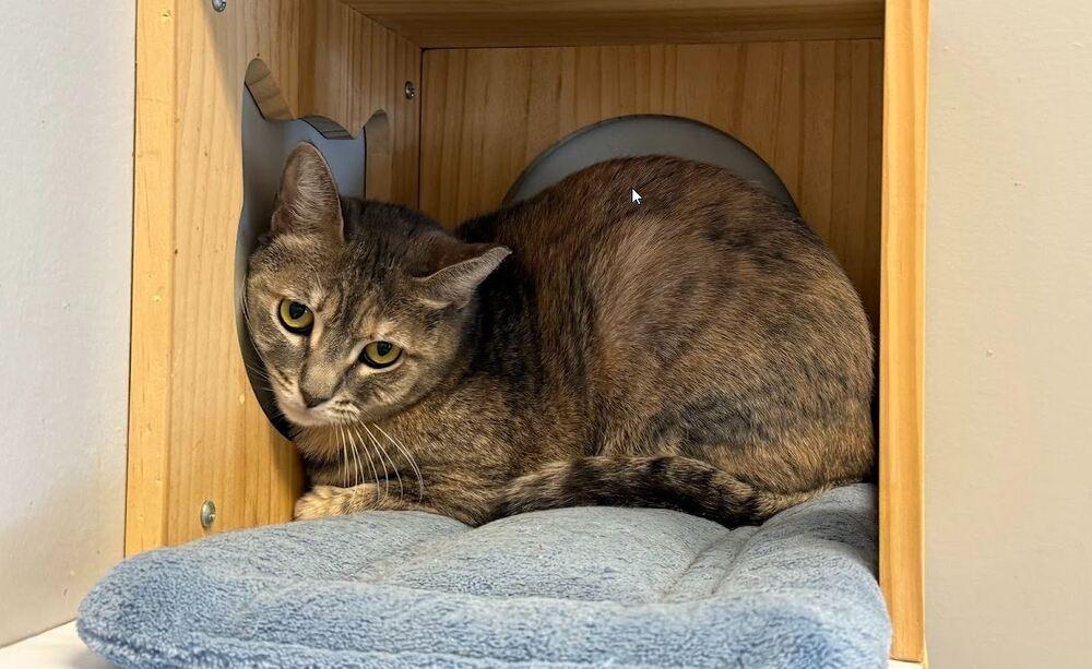 Enlarge Nina, a Adoptable Domestic Short Hair in Hudson, NH image 2/3