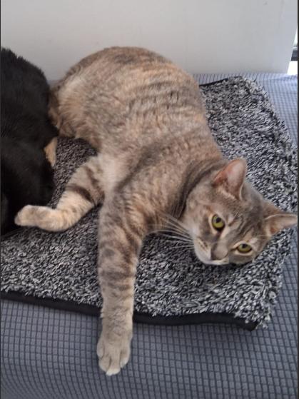 Enlarge Nina, a Adoptable Domestic Short Hair in Hudson, NH image 3/3