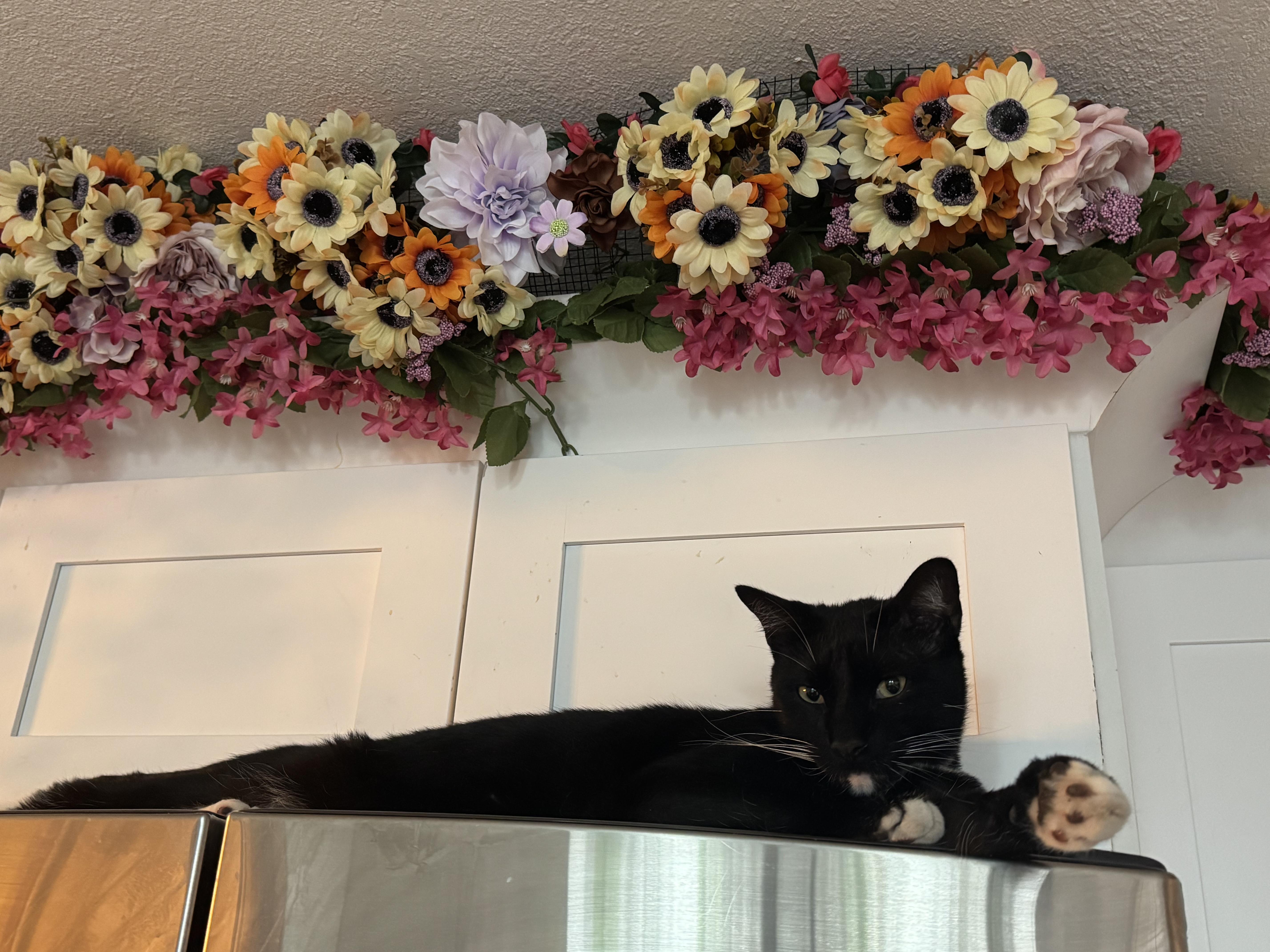 Momo, ADOPTABLE, Adult Male Domestic Short Hair.