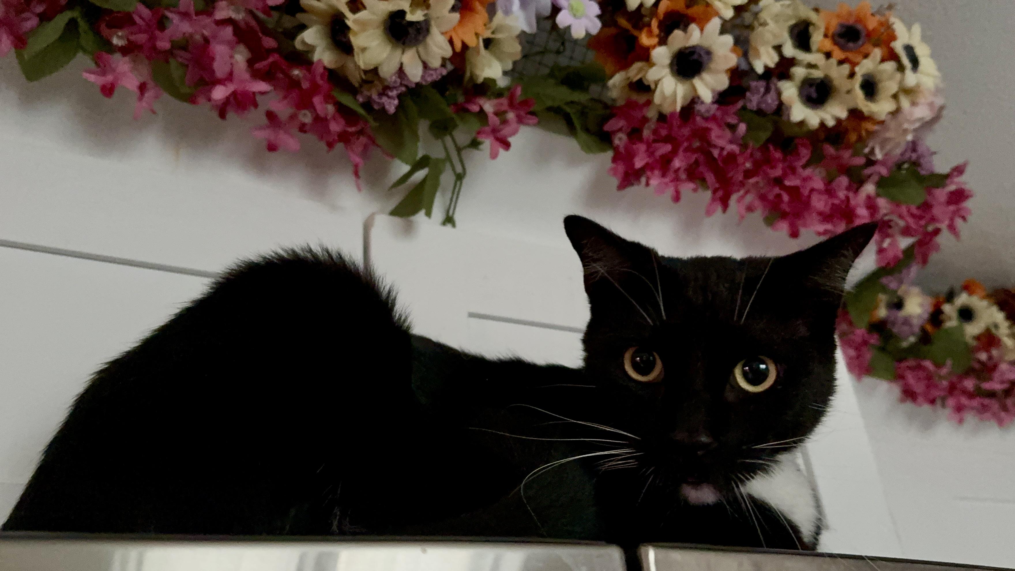 Enlarge Momo, a ADOPTABLE Domestic Short Hair in largo, FL image 2/2