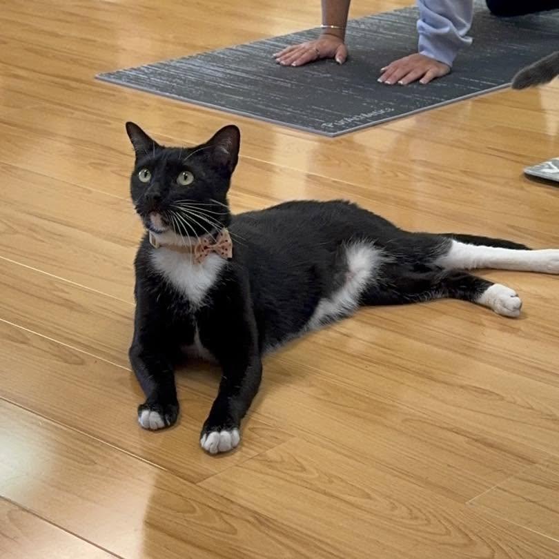 Momo, ADOPTABLE, Adult Male Domestic Short Hair.