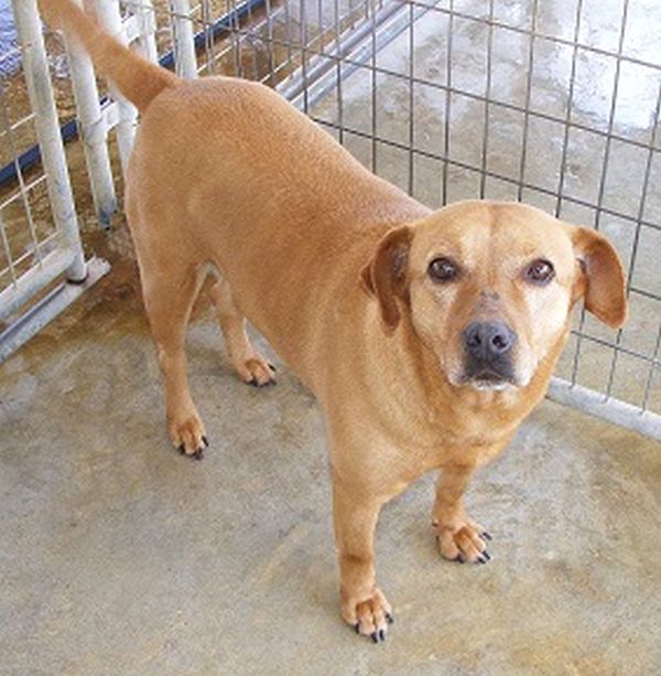 Enlarge CheZ, a Adoptable mixed breed in Floresville, TX image 1/3