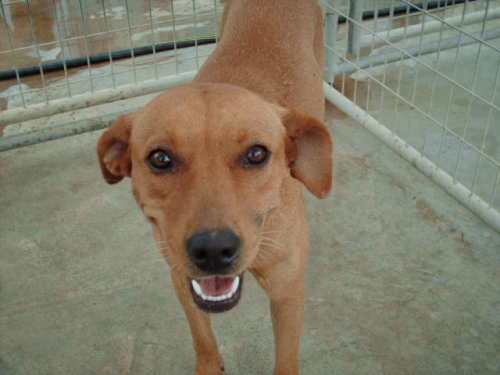 Enlarge CheZ, a Adoptable mixed breed in Floresville, TX image 3/3