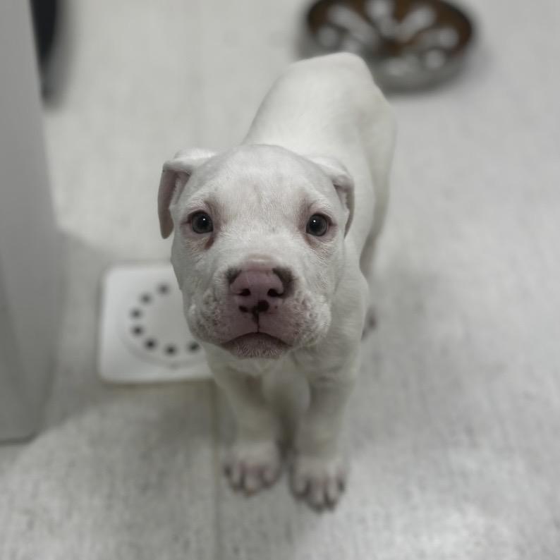 Enlarge Feta, a Adoptable mixed breed in Shinnston, WV image 1/2