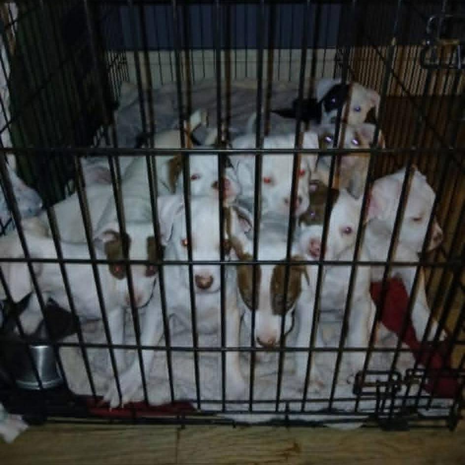 Enlarge Feta, a Adoptable mixed breed in Shinnston, WV image 2/2