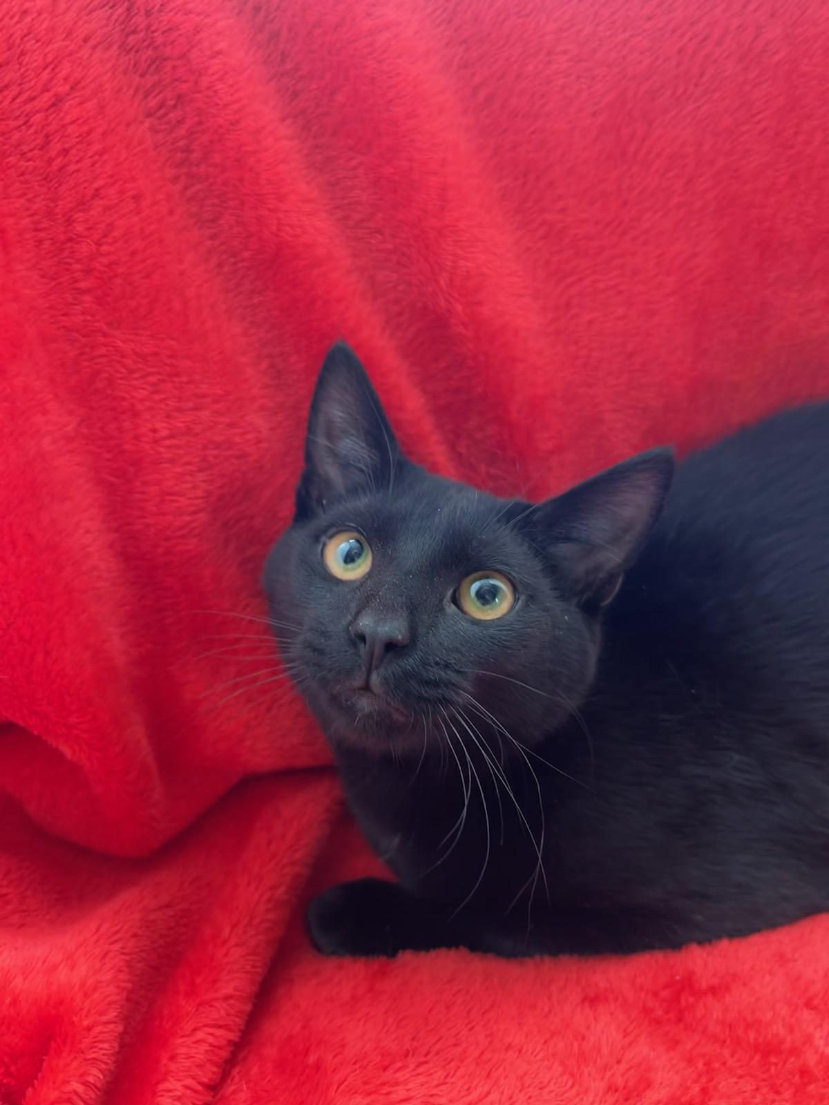 Hershey Kiss, Baby Male Domestic Short Hair
