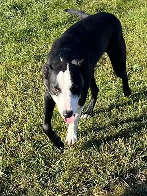 Enlarge Brody, a Adoptable mixed breed in Montpelier, ID image 5/6