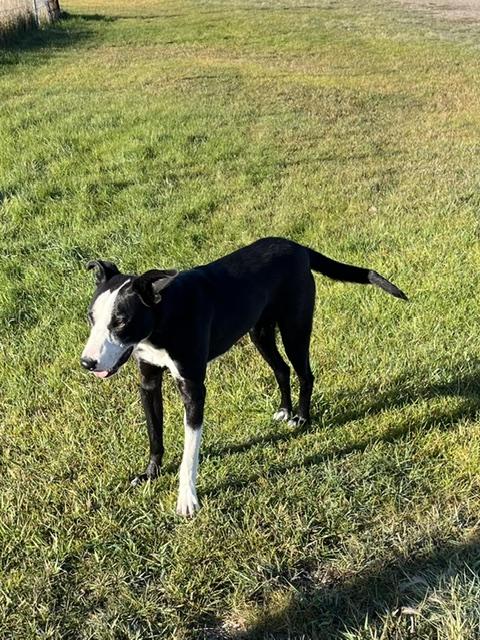 Enlarge Brody, a Adoptable mixed breed in Montpelier, ID image 6/6