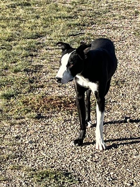 Enlarge Brody, a Adoptable mixed breed in Montpelier, ID image 3/6