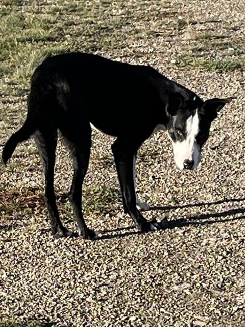 Enlarge Brody, a Adoptable mixed breed in Montpelier, ID image 4/6