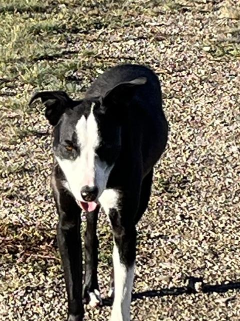 Brody, Adoptable, Young Male Border Collie.