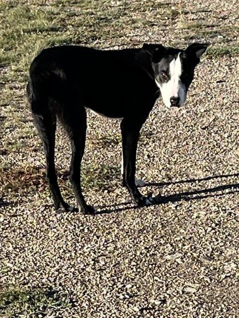 Enlarge Brody, a Adoptable mixed breed in Montpelier, ID image 2/6