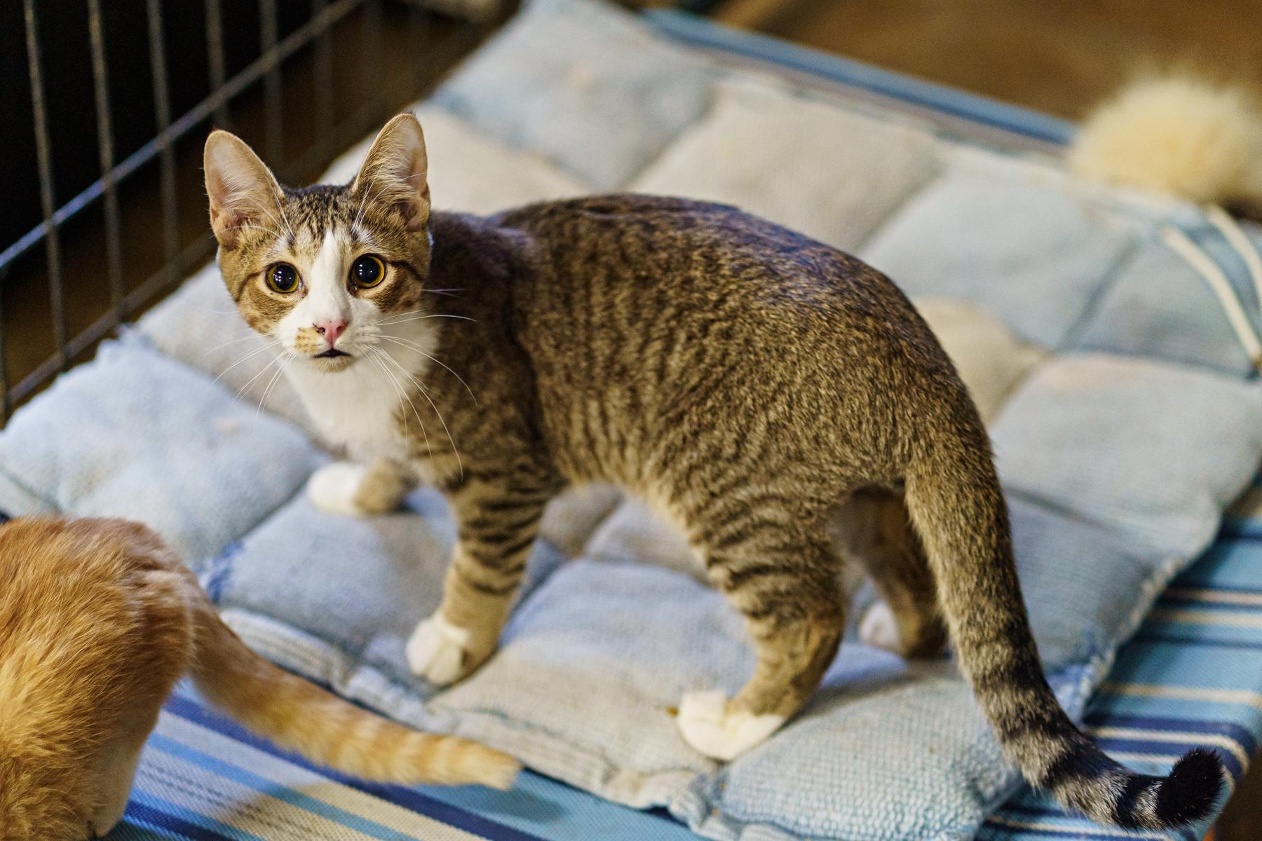 Enlarge Simon, a Adoptable Tabby in Marble Falls, TX image 3/4