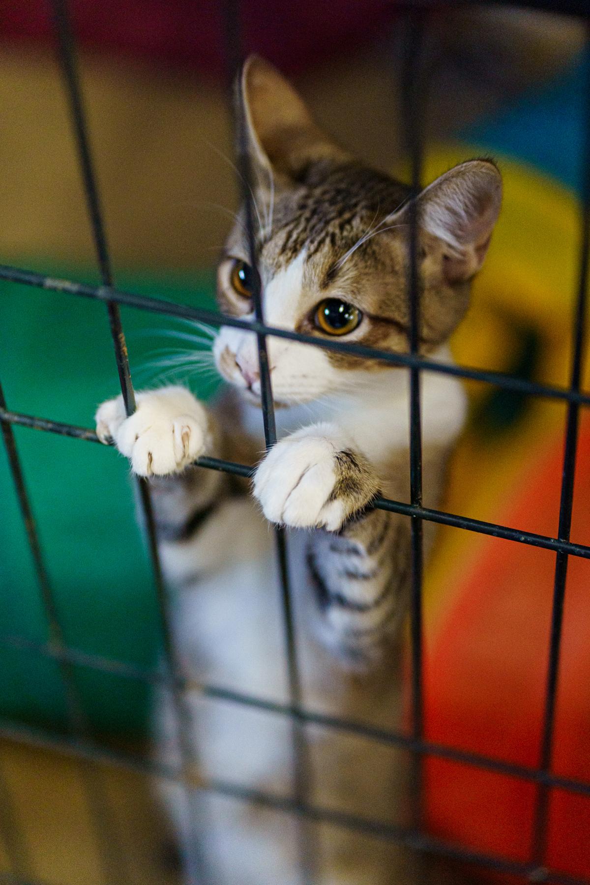 Enlarge Simon, a Adoptable Tabby in Marble Falls, TX image 2/4